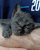 Negocio Hospital Veterinario Artemisa