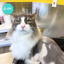 Negocio Hospital Veterinario Gattos | Urgencias 24h