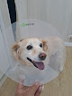 Negocio Ivet Clínica Veterinaria El Burgo