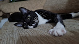 Negocio Joe Black Clínica Veterinaria