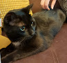 Negocio Kivet Salud Animal