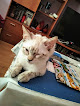 Negocio Kiwoko. Mundo Animal