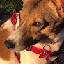 Negocio Maikan Canino Sl