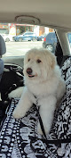 Negocio Peluqueria Canina Colmillos Y Garras
