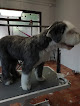 Negocio Peluquería Canina Rm