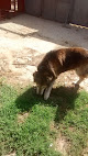 Negocio Residencia Canina Y Felina Cane