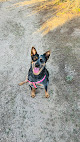 Negocio Sabatier Veterinarios - Veterinario A Domicilio