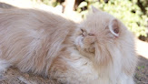 Negocio Shizen Terapias Para Animales
