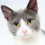 Cdad. Lineal 12 Negocio The Cat’s Smile Clínica Veterinaria Ciudad Lineal