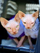 Negocio Transporte De Animales