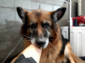Negocio Trufitas Peluquería Canina Las Rozas