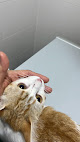 Móstoles 20 Negocio Veterinaria Don Vito