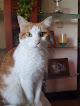 Negocio Veterinaria Peñalara 24h