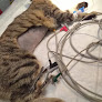 Negocio Veterinaria Valdeavero
