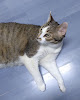 Alcorcón 7 Negocio Veterinario Alcorcón