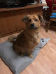 San Blas-Canillejas 18 Negocio Vitalogy Dogs - Peluquería Canina
