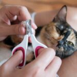 adiestrar a tu gato para que permita cortarse las unas