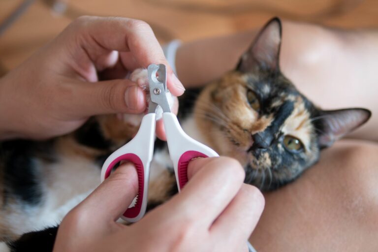 adiestrar a tu gato para que permita cortarse las unas