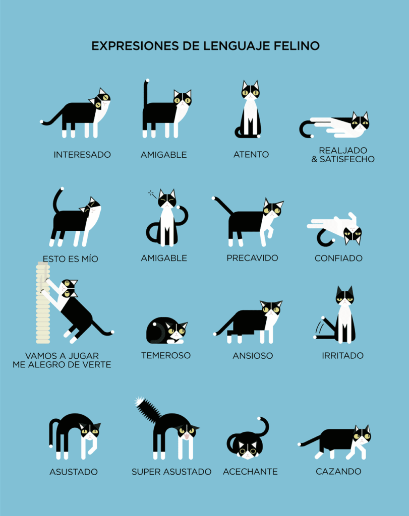 beneficios de ensenar a tu gato a responder a senales visuales