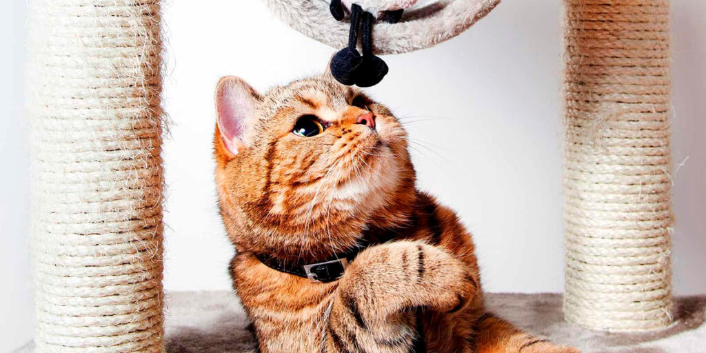 beneficios de ensenar a tu gato a usar juguetes interactivos