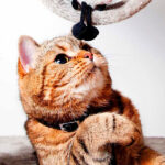 beneficios de ensenar a tu gato a usar juguetes interactivos