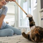 Beneficios de Estimular el Juego y el Aprendizaje en Gatos 5 beneficios de estimular el juego y el aprendizaje en gatos