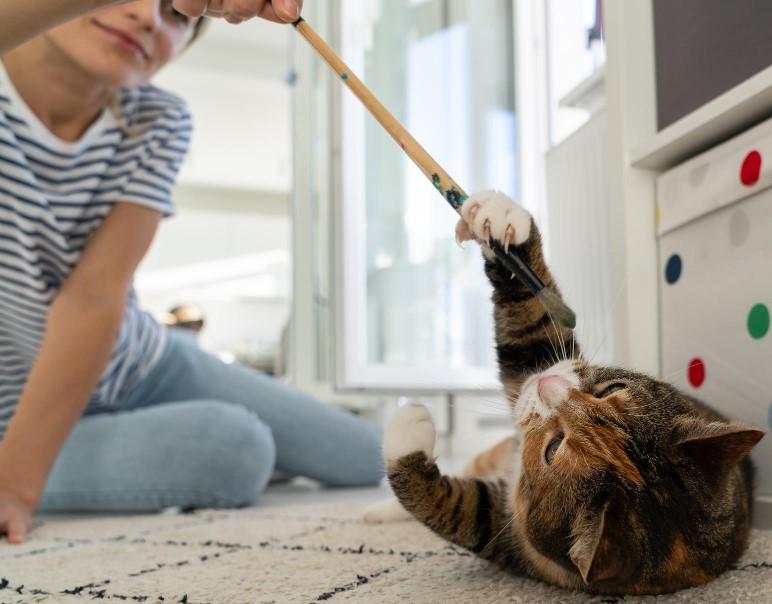 Gato 6 beneficios de estimular el juego y el aprendizaje en gatos
