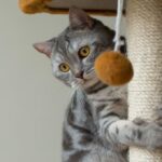 beneficios de usar refuerzo positivo en la socializacion de gatos