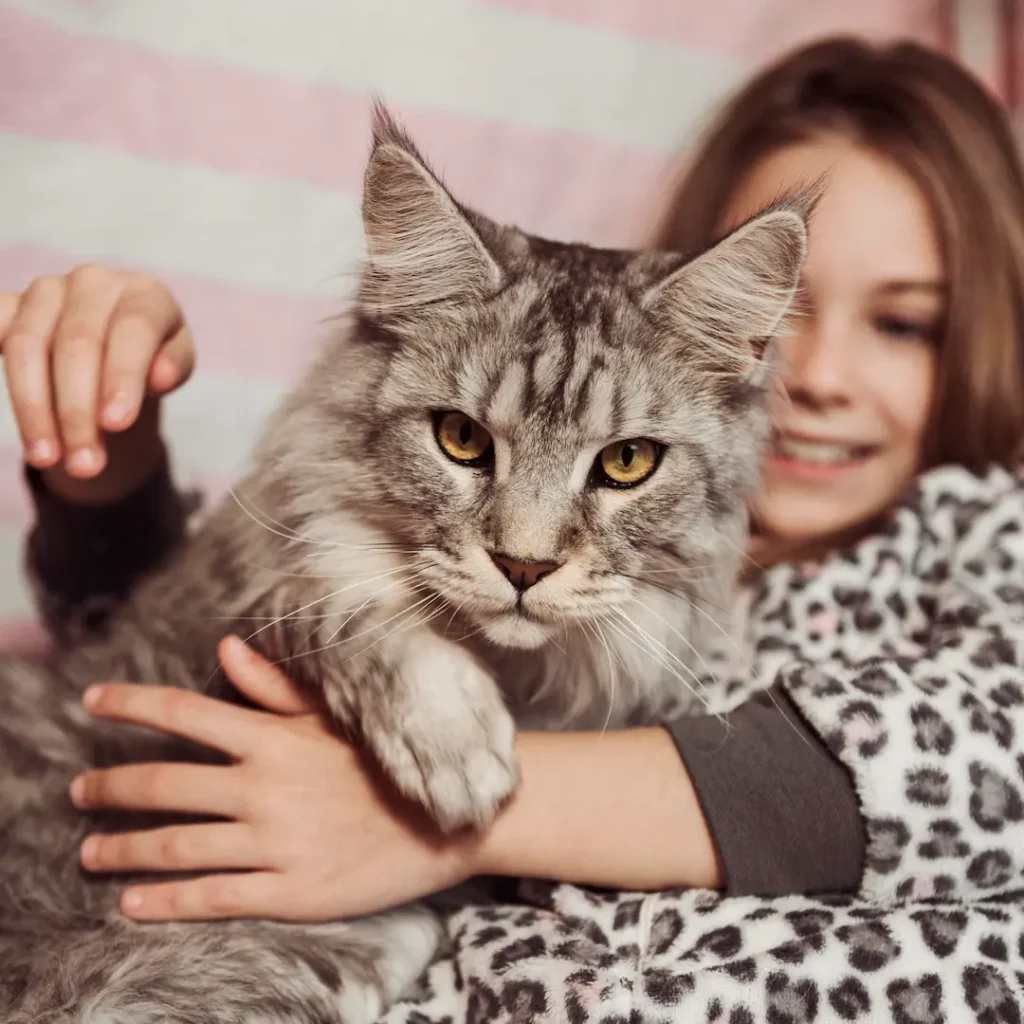 Beneficios de Usar Técnicas de Refuerzo Positivo en la Educación Felina 2 beneficios de usar tecnicas de refuerzo positivo en la educacion felina