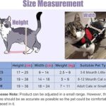 como adaptar el entrenamiento a gatos con discapacidades
