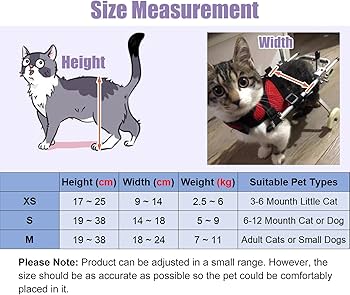 Gato 7 como adaptar el entrenamiento a gatos con discapacidades