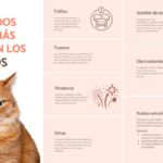 Cómo Ayudar a Gatos que Reaccionan Negativamente a Ruidos Fuertes 6 como ayudar a gatos que reaccionan negativamente a ruidos fuertes