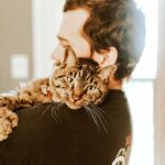 como ayudar a tu gato a aceptar a las visitas sin estres