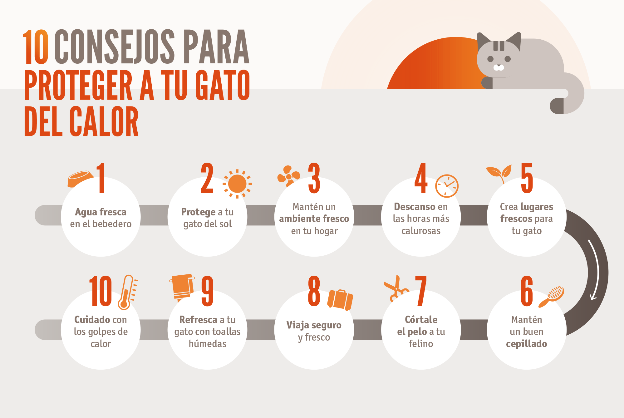 como ayudar a tu gato a adaptarse a cambios climaticos