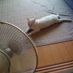 Cómo ayudar a tu gato a adaptarse a convivir en ambientes con ventiladores 2 como ayudar a tu gato a adaptarse a convivir en ambientes con ventiladores 1