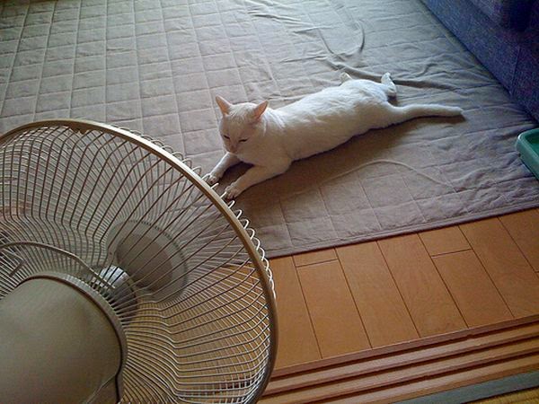 Gato 2 como ayudar a tu gato a adaptarse a convivir en ambientes con ventiladores 1