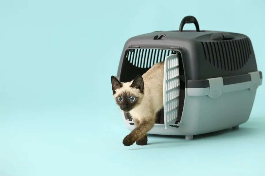 como ayudar a tu gato a adaptarse a la presencia de visitantes frecuentes