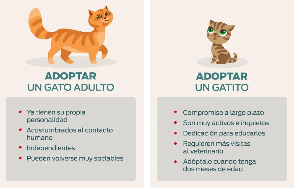 como ayudar a tu gato a adaptarse a un horario de convivencia con otros 1