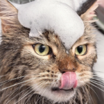 como ayudar a tu gato a afrontar visitas al peluquero felino