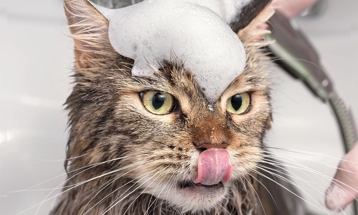 Gato 6 como ayudar a tu gato a afrontar visitas al peluquero felino
