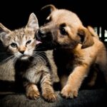 como ayudar a tu gato a convivir con otras mascotas rescatadas 2