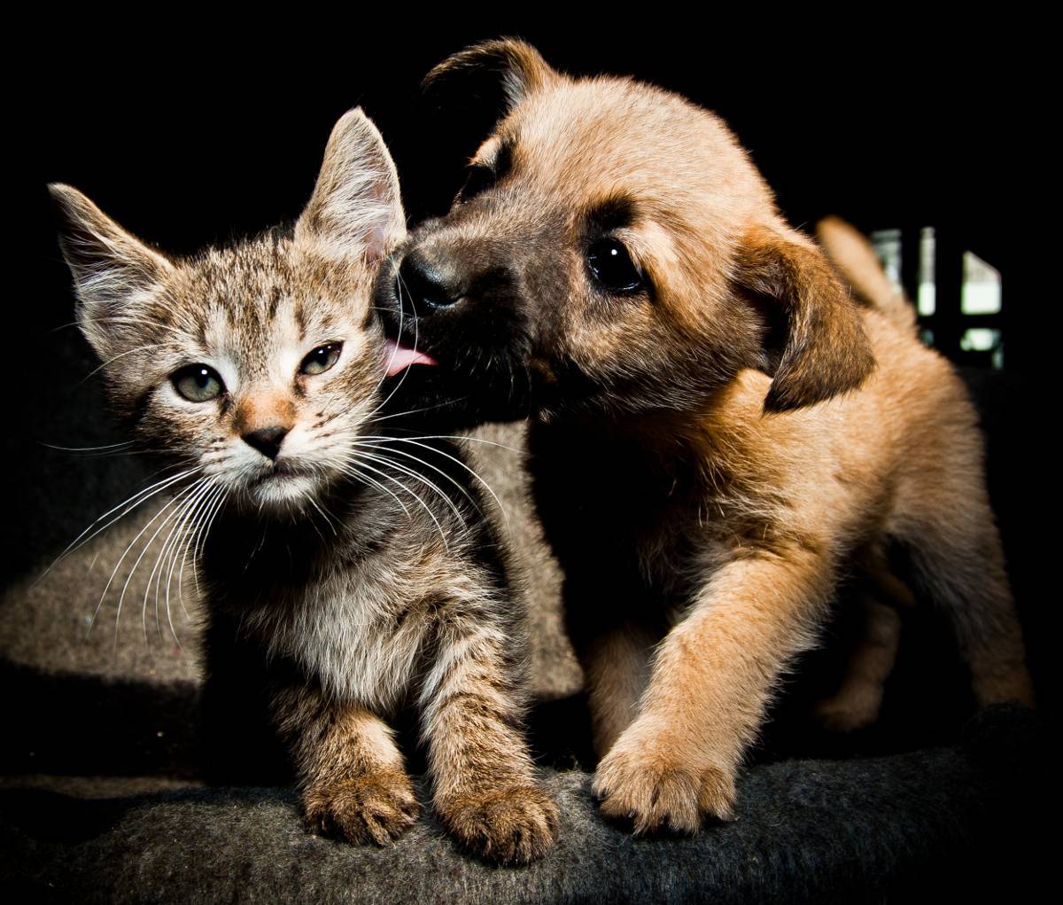 como ayudar a tu gato a convivir con otras mascotas rescatadas 3
