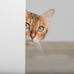 como ayudar a tu gato a no asustarse con los timbres de las puertas 1