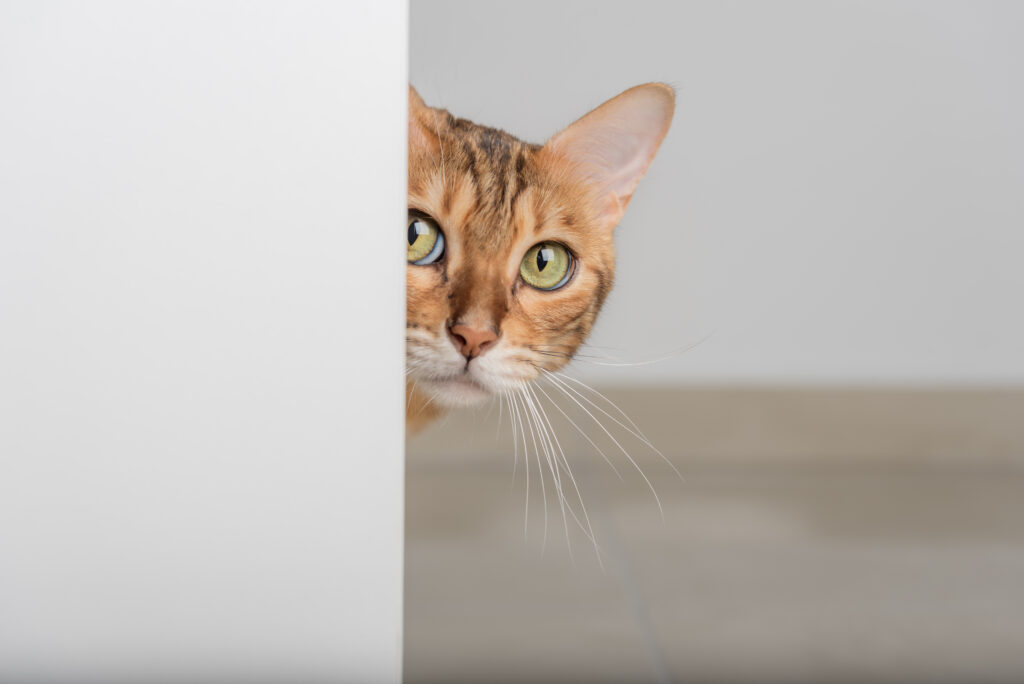 Cómo ayudar a tu gato a no asustarse con los timbres de las puertas 20 como ayudar a tu gato a no asustarse con los timbres de las puertas 1