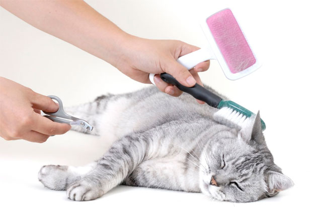 como ayudar a tu gato a relajarse durante el aseo personal