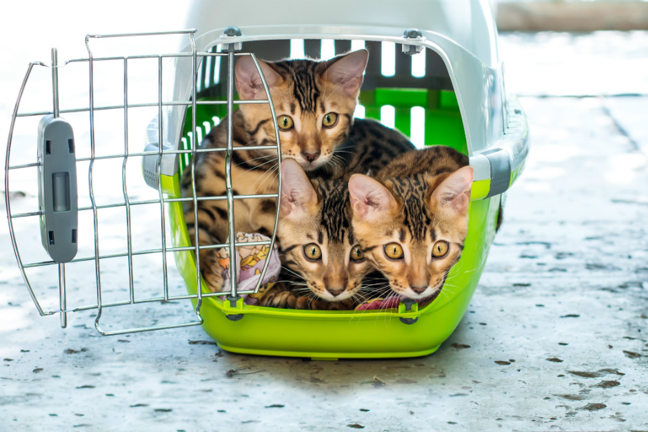 como ayudar a tu gato a respetar a otras mascotas que usan jaulas 1