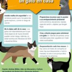 como ayudar a tu gato a ser mas receptivo a nuevas experiencias