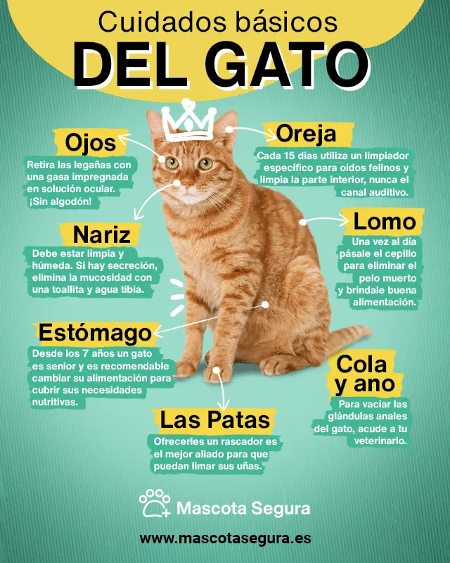 como ayudar a tu gato a ser mas receptivo a visitas frecuentes