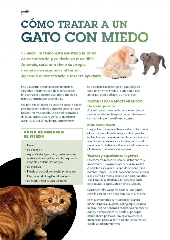 como ayudar a tu gato a superar miedos comunes en casa