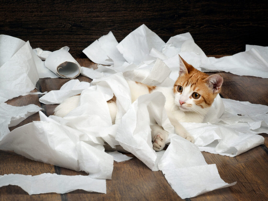 como ayudar a tu gato a superar problemas relacionados con el aseo